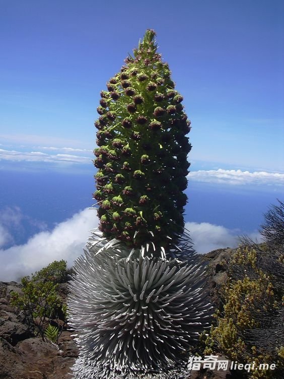 ����ֻ��һ�λ��������գ�����͵�л�Ļ�ɽ��(1)