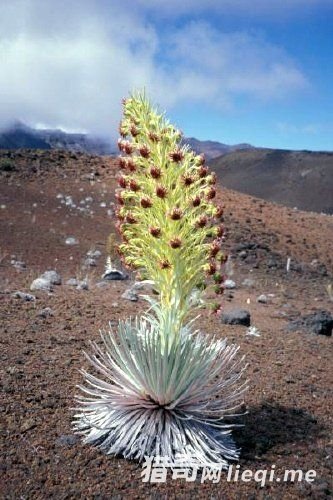 ����ֻ��һ�λ��������գ�����͵�л�Ļ�ɽ��(1)