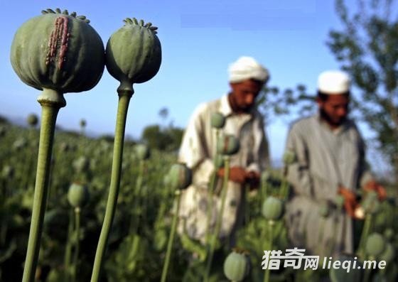 ����ĸ�ĸΪʹ���Ӱ�������ι����ѻƬ��(2)