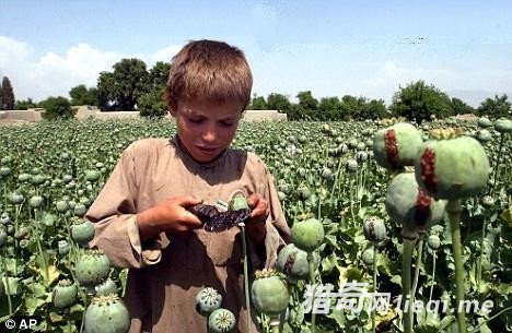 ����ĸ�ĸΪʹ���Ӱ�������ι����ѻƬ��(2)