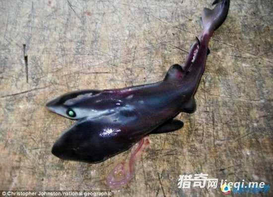 ����ͻ�仹��������� �����г��ִ���˫ͷ��(2)