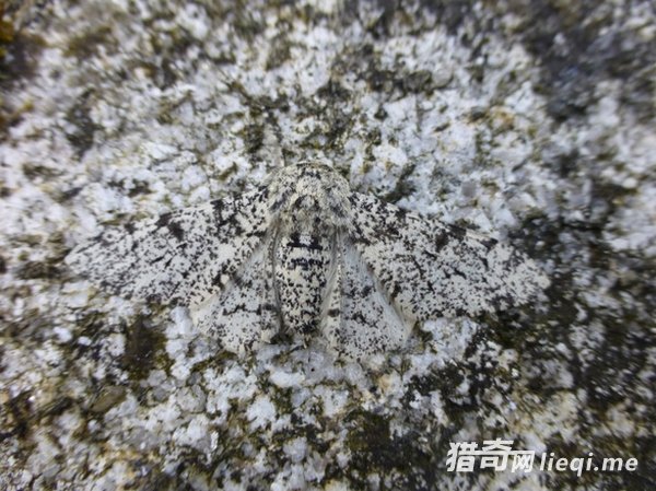 ��Ȼ���е����ظ��֣��������ҳ�������(6)