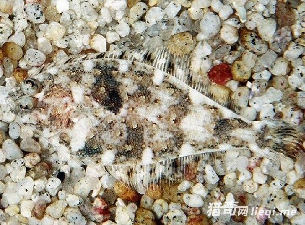 ��Ȼ���е����ظ��֣��������ҳ�������(6)