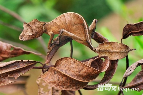 ��Ȼ���е����ظ��֣��������ҳ�������(4)