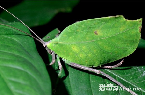 ��Ȼ���е����ظ��֣��������ҳ�������(3)