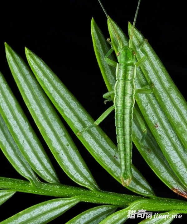 ��Ȼ���е����ظ��֣��������ҳ�������(1)