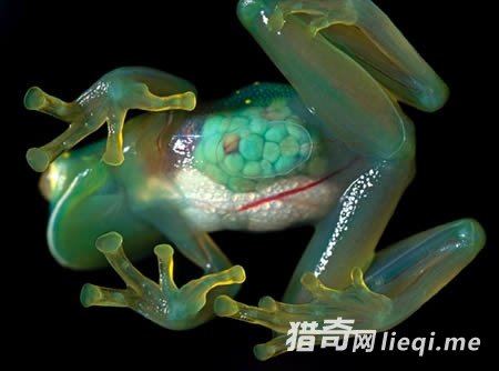 �̵�ȫ��ʮ��͸������(1)