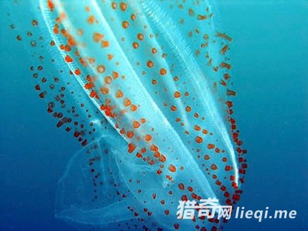 �̵�ȫ��ʮ��͸������(4)