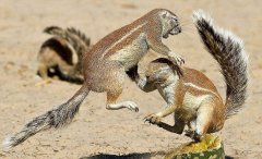 ����Ȥ�ţ���������ʳ�����ƹ���PK