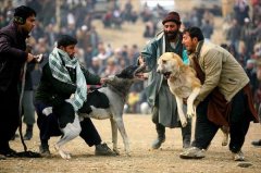 ������Ѫ�ȶ�������