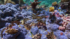 Ѱ����̫ƽ����������