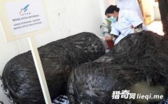 ӡ���콵������ë��������������Ѹ��Զ��