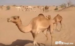 ������ɳĮ�е���һƿˮ �������־���һĻ��