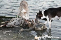 ��㤣�ʵ��ӡ��ˮ�� ʬ�嵽��Ư�ι���