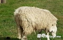 ����ͷ���泤 ��Ťת180��