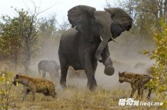 Ϊ�������е�ս����������Ϊ�˱���������ǿ��ĵ�����������