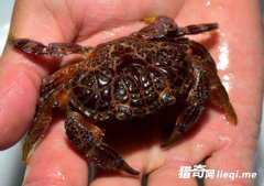 ��һ���з�������Ի��Ƕ�