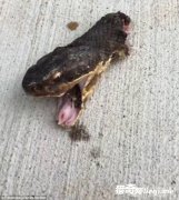 ���߱�����ͷ�����ſڹ���