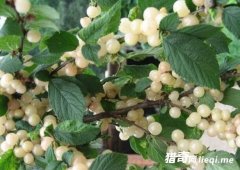 ���ϳ�������ӣ�ұ��Ʋ�Ѫ֮����ζ������