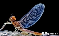 ������������̵Ķ��� ��������24СʱֻΪ��ż