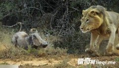 ����Ұ����սʨ�� ����ɥ�Ĳ���һĻ