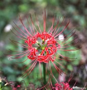 �˰������������ϵĻ���������ϧ�����