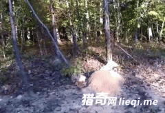 С��Ұ�ⷢ�����桰��ͷ�ѡ��ƿ���ͷƤ����