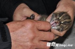 ����ɽ�ϼ���ֻ��Сè�䡱��û���쾯������������ˣ�