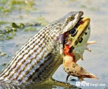 ˮ�߻���ţ�ܵ�˲��, �۾�Բ����Ѫֱ��