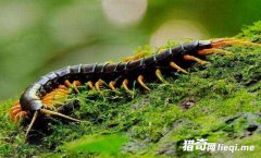 ��η�չ⡢λ���嶾��λ�����, ���͵���ʳ�Զ���