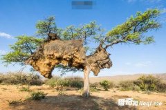 �ش�900�����ȫ��������񳲣��ڲ���ֱ����װ��С���氡