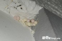 ���䷢�֡�С���򡱣�ѯ��ר�Һ�Ͻ��Ż�ԭ��