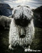 ��������ڣ������ģ���ʿ�ڱ�����