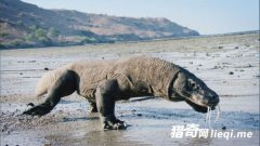 �����������ж��������ơ�������������Ψһ����г�������