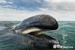 Ӣ����Ӱʦ����25�����㾨��ͺ��࣬רע�������ڹ����Ȼ����