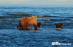 ̫��������Ӱʦץ�ĵ���ֻ�ܱ��������ֿ������貶��Ļ���