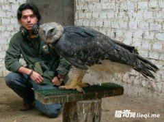 �ǵ�����������ӥ֮һ�����񡰻���еĽ���ǡ���������˧