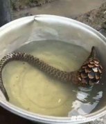 ����ץ����������������ݺ��ŵĹ��Ϸ���