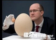 ���������񵰣��൱100ö������С��51��Ԫһö