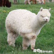 �������Ѿ����ù���ϲ���ˣ�����ë�������Ҳ��ҿ���