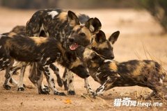 ½�����ܵ�����ʮ�ֶ��ﶯ����ʱ��112Ӣ��