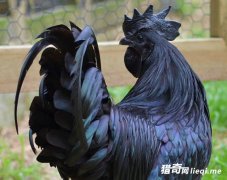 ��ֻ���ڵ��ⶼ�ڵĳ��׵ļ�������Ϊ�����ݽ���������ᡱ