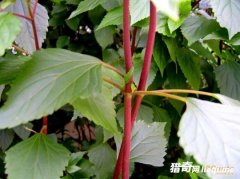 ��Щ�������й������������ֵ�ֲ���������֣�