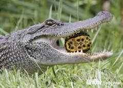 ��¶�������̱���һĻ���ڹ����������ﾹ�������־ٶ������ҿ�