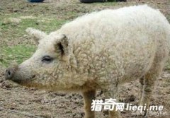 Ӣ��ͨ���ӽ�������������������,ӵ�������ë������������