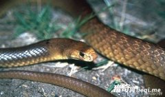 ����ʮ�����������۾�����δ�ܽ���ǰ��