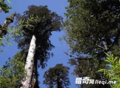 ������������Ķ����кܶ࣬������������ֲ��������Щ��