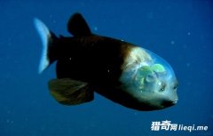 �������һֻͷ��͸��������Ĺ��㣬������������ǵ���