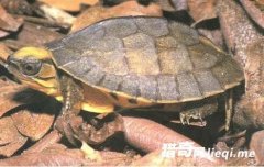 �й������������ʮ������ϡ���� �����Ϊ����