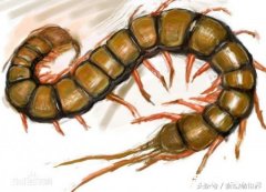 ������ǰ��Զ����򼳤�����������ܳԵ����ߺ����ޣ�